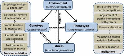 Linking Ecology to Genetics to Better Understand Adaptation and Evolution: A Review in Marine Macrophytes